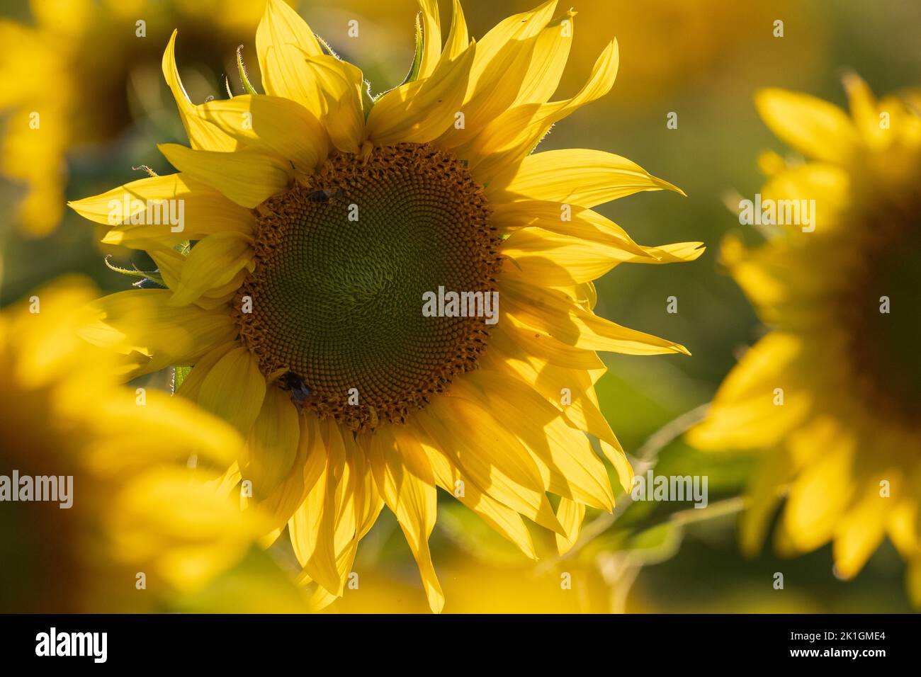 Ripe sunflower field in summertime morning, Podlaskie Voivodeship, Poland, Europe Stock Photo