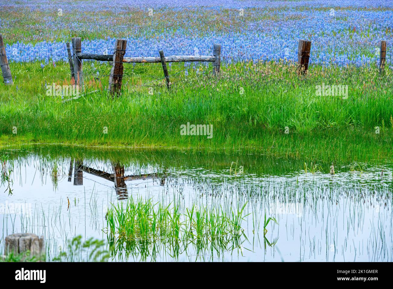 Water reflection of a wood fence with wild flowers Stock Photo