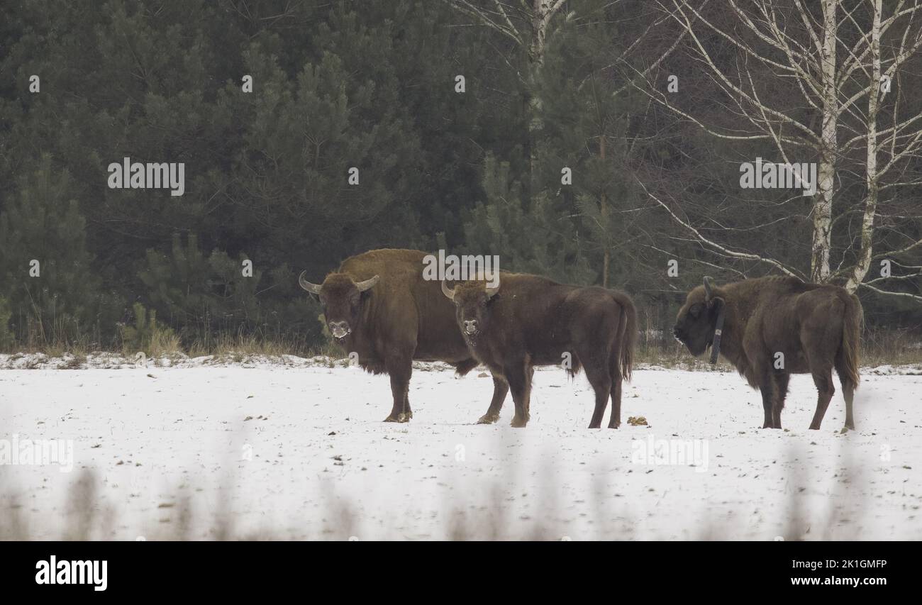 Group of European Bison(Bison bonasus) in winter one of them carrying telemetry collar, Bialowieza Forest, Poland, Europe Stock Photo