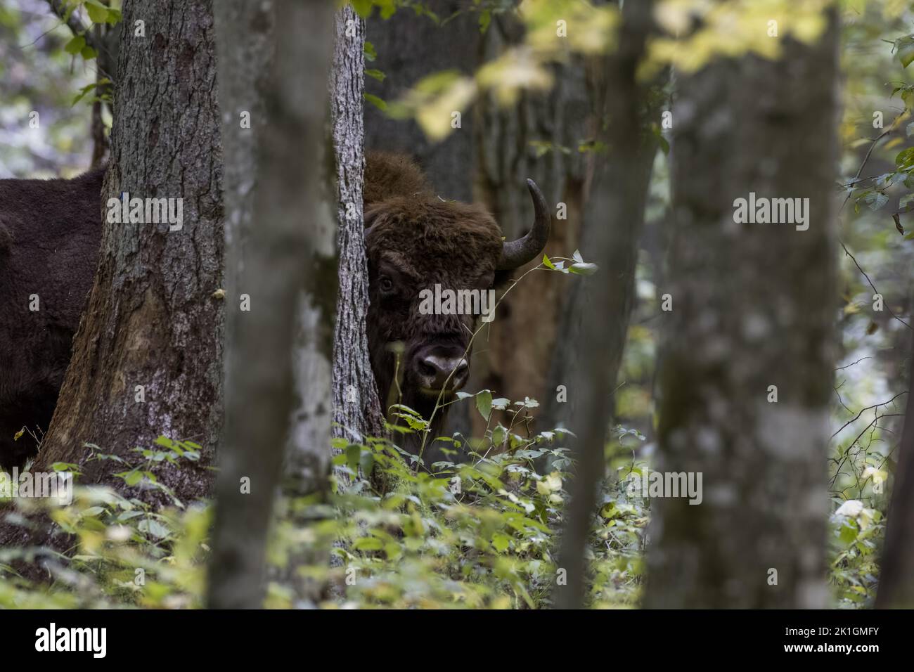 Free ranging european bison male in autumn among trees lokking at camera, Bialowieza Forest, Poland, Europe Stock Photo