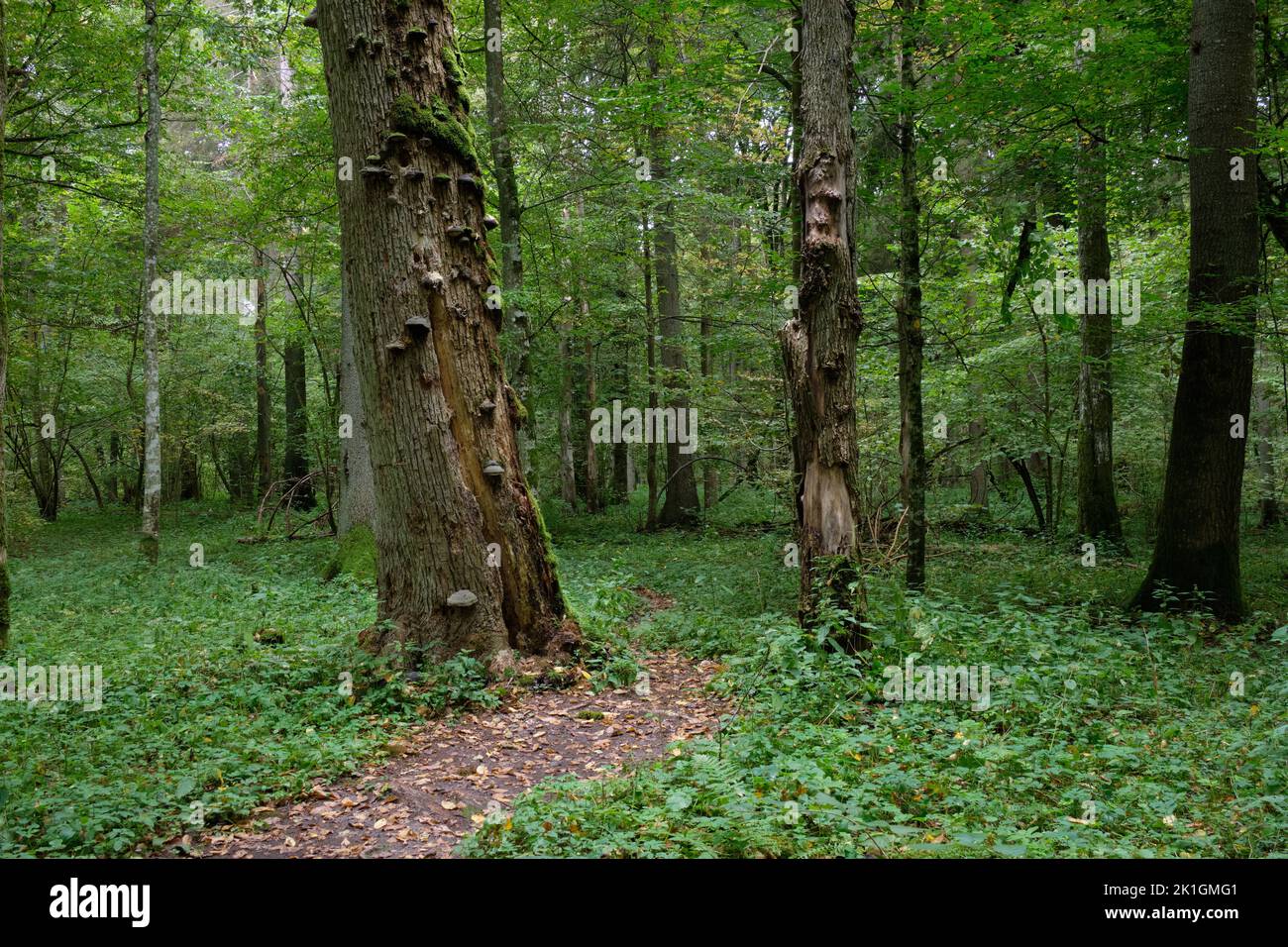 Shady deciduous tree stand with old linden tree with fungus grows over in background, Bialowieza Forest, Poland, Europe Stock Photo