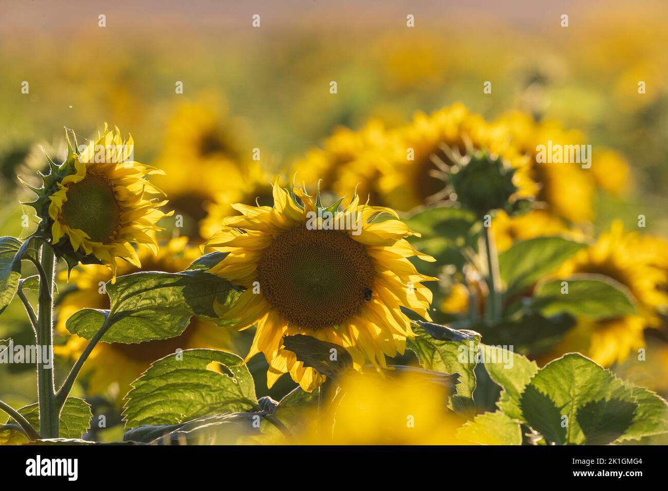 Ripe sunflower field in summertime morning, Podlaskie Voivodeship, Poland, Europe Stock Photo