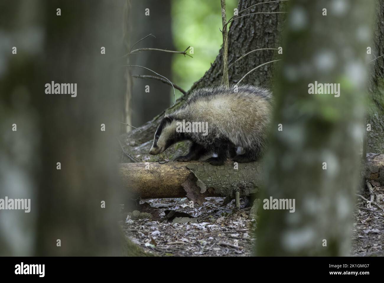 Badger(Meles meles) next to stump in spring, Bialowieza Forest, Poland, Europe Stock Photo