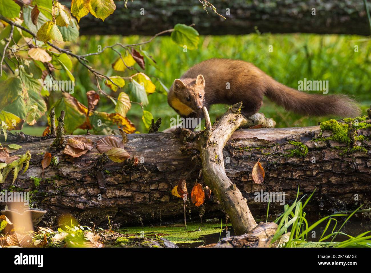 Pine Marten (Martes martes) close to water with lying tree in background, Bialowieza Forest, Poland, Europe Stock Photo