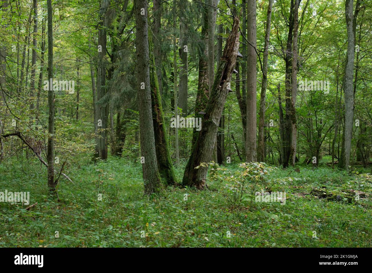 Autumnal deciduous tree stand with hornbeams and broken tree, Bialowieza Forest, Poland, Europe Stock Photo