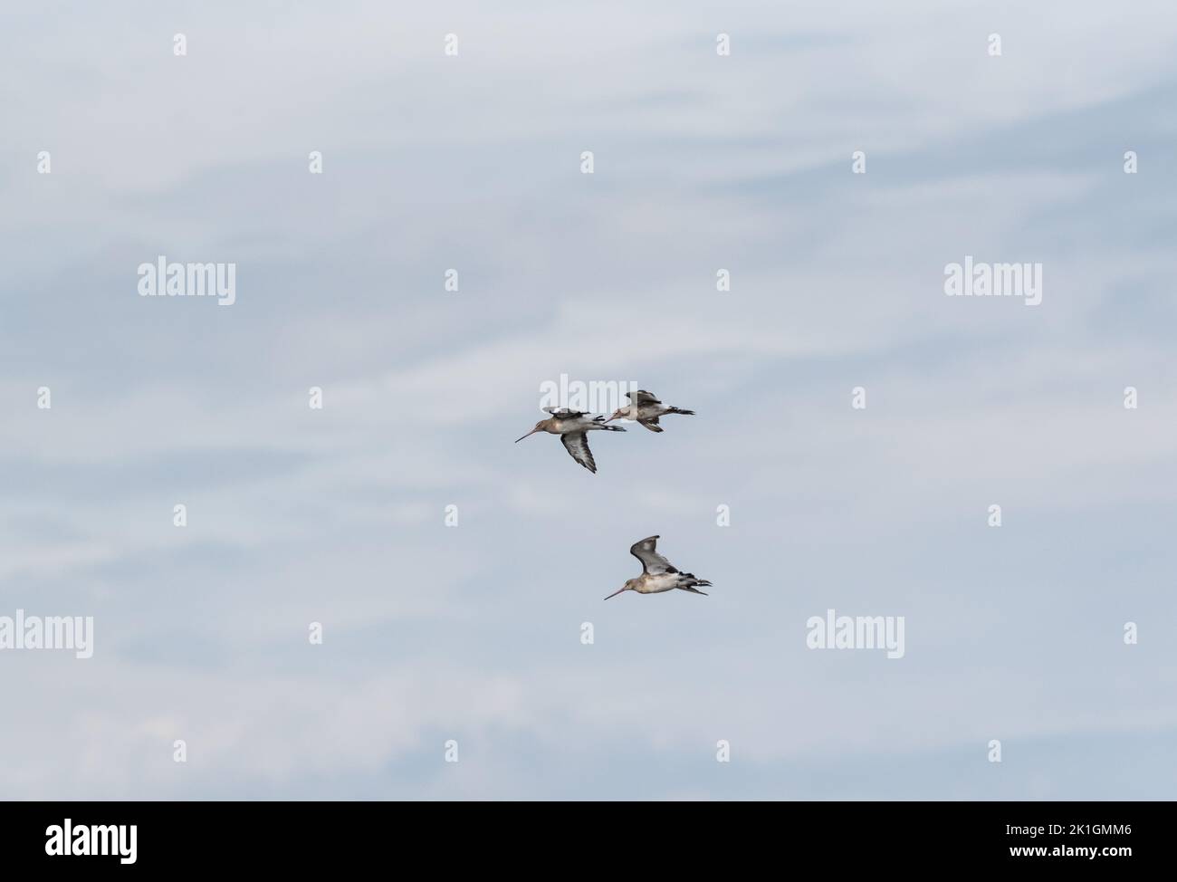 Flying Black-tailed Godwits (Limosa limosa) Stock Photo
