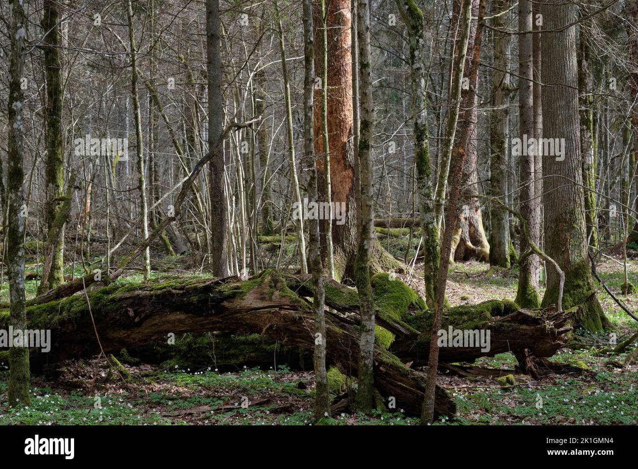 Deciduous tree stand with hornbeams and oaks with broken tree in background, Bialowieza Forest, Poland, Europe Stock Photo