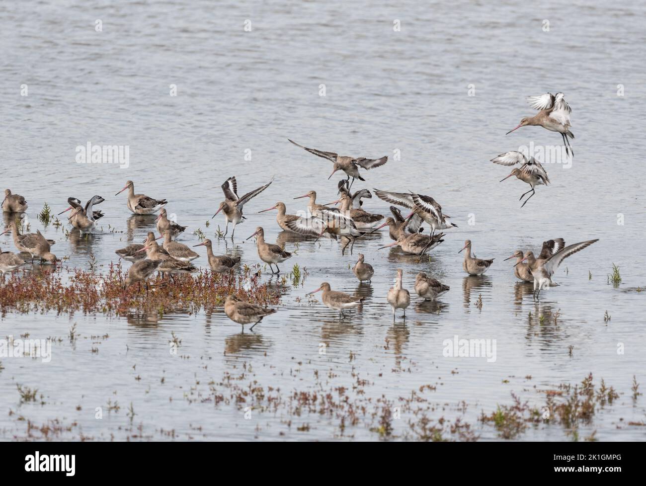 Landing Black-tailed Godwits (Limosa limosa) Stock Photo