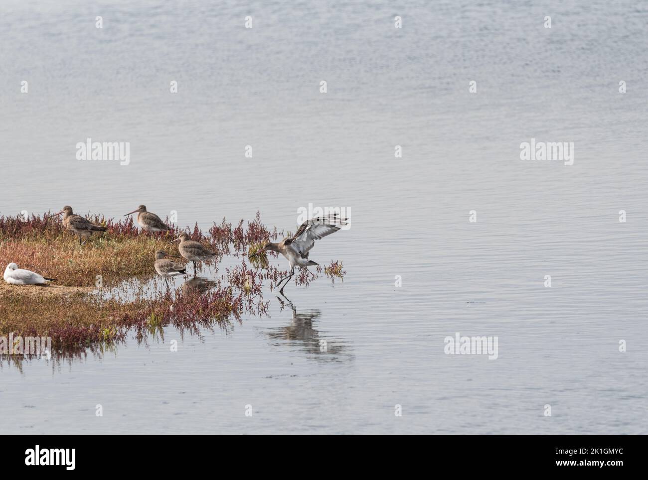 Landing Black-tailed Godwits (Limosa limosa) Stock Photo