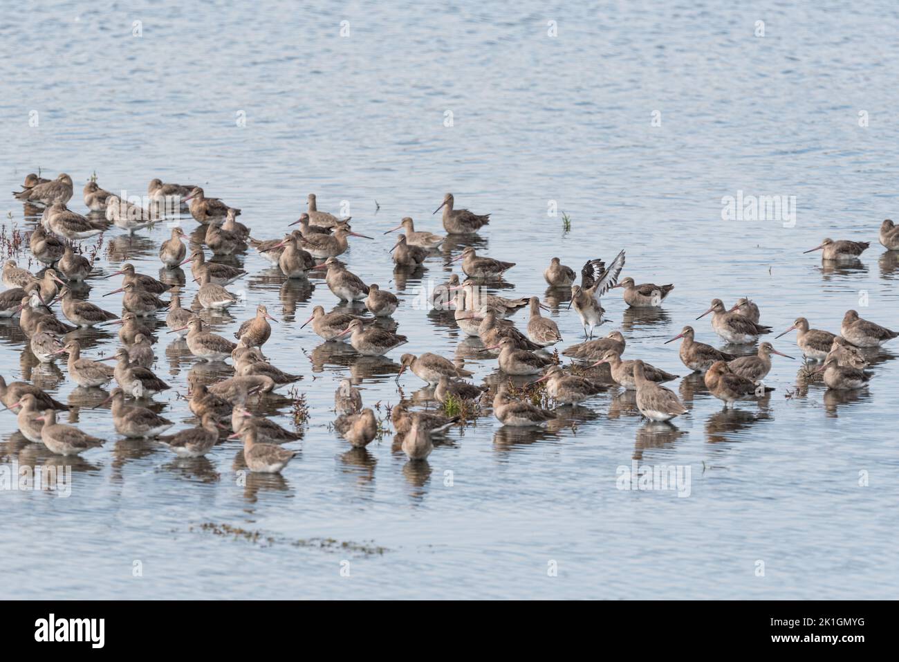 Standing Black-tailed Godwits (Limosa limosa) Stock Photo