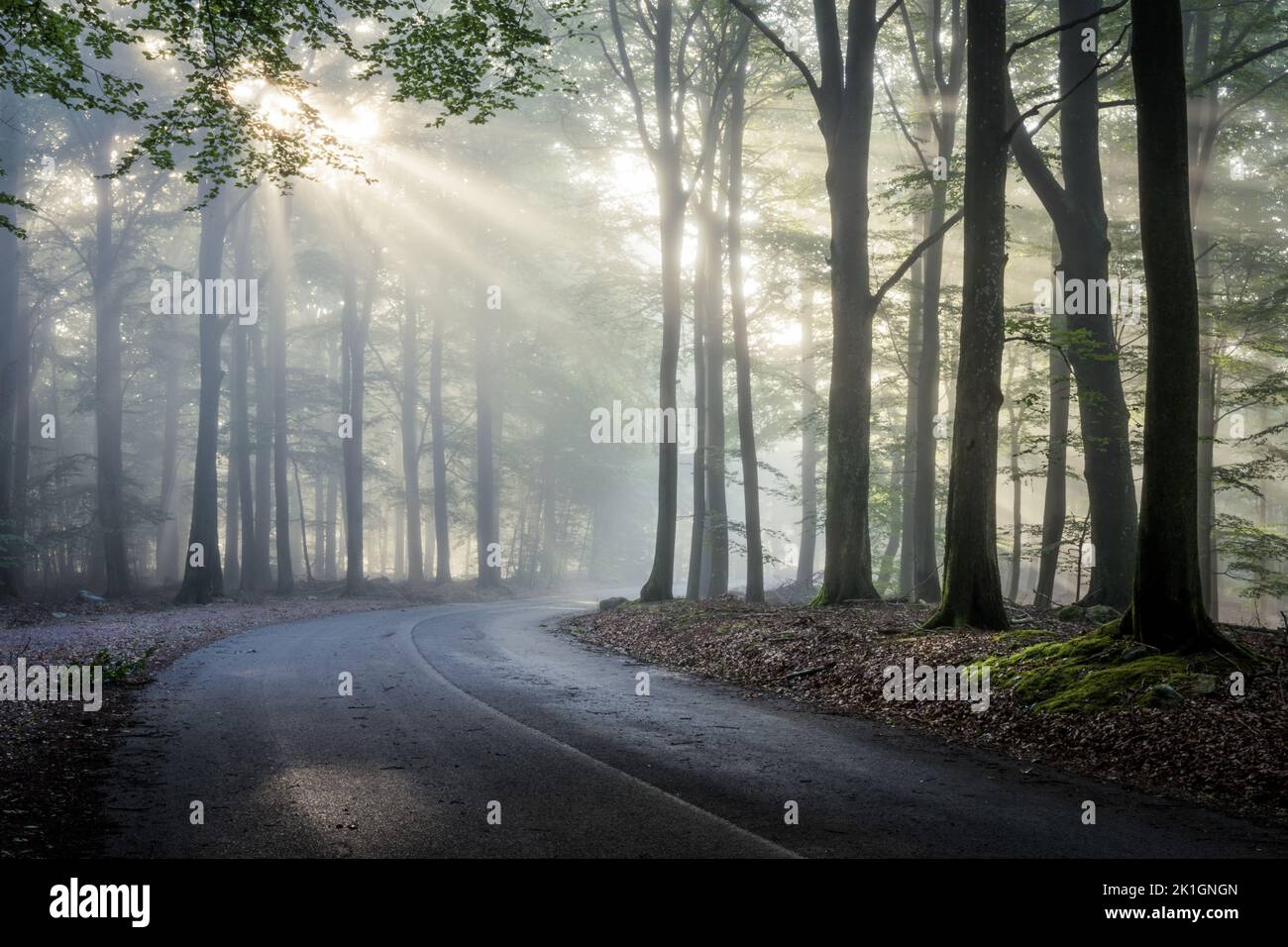 Sunbeams in foggy autumn hi-res stock photography and images - Alamy