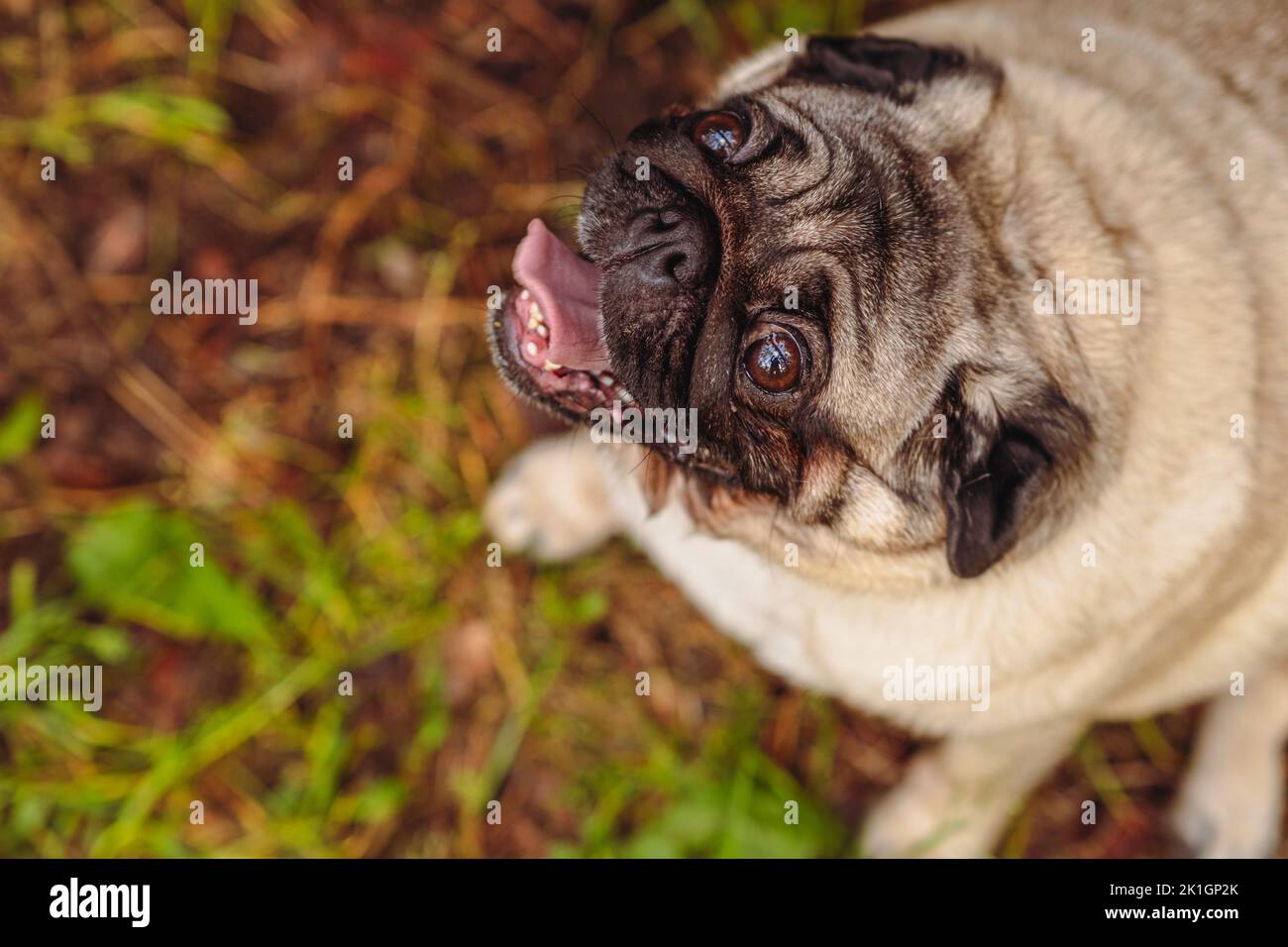 Pug dog with an open mouth and his tongue sticking out.and sitting in the grass of the forest on a sunny day Stock Photo
