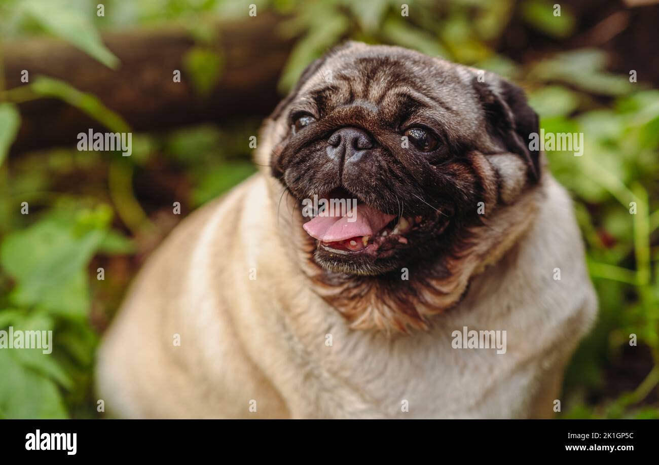 Pug dog with an open mouth and his tongue sticking out.and sitting in the grass of the forest on a sunny day Stock Photo