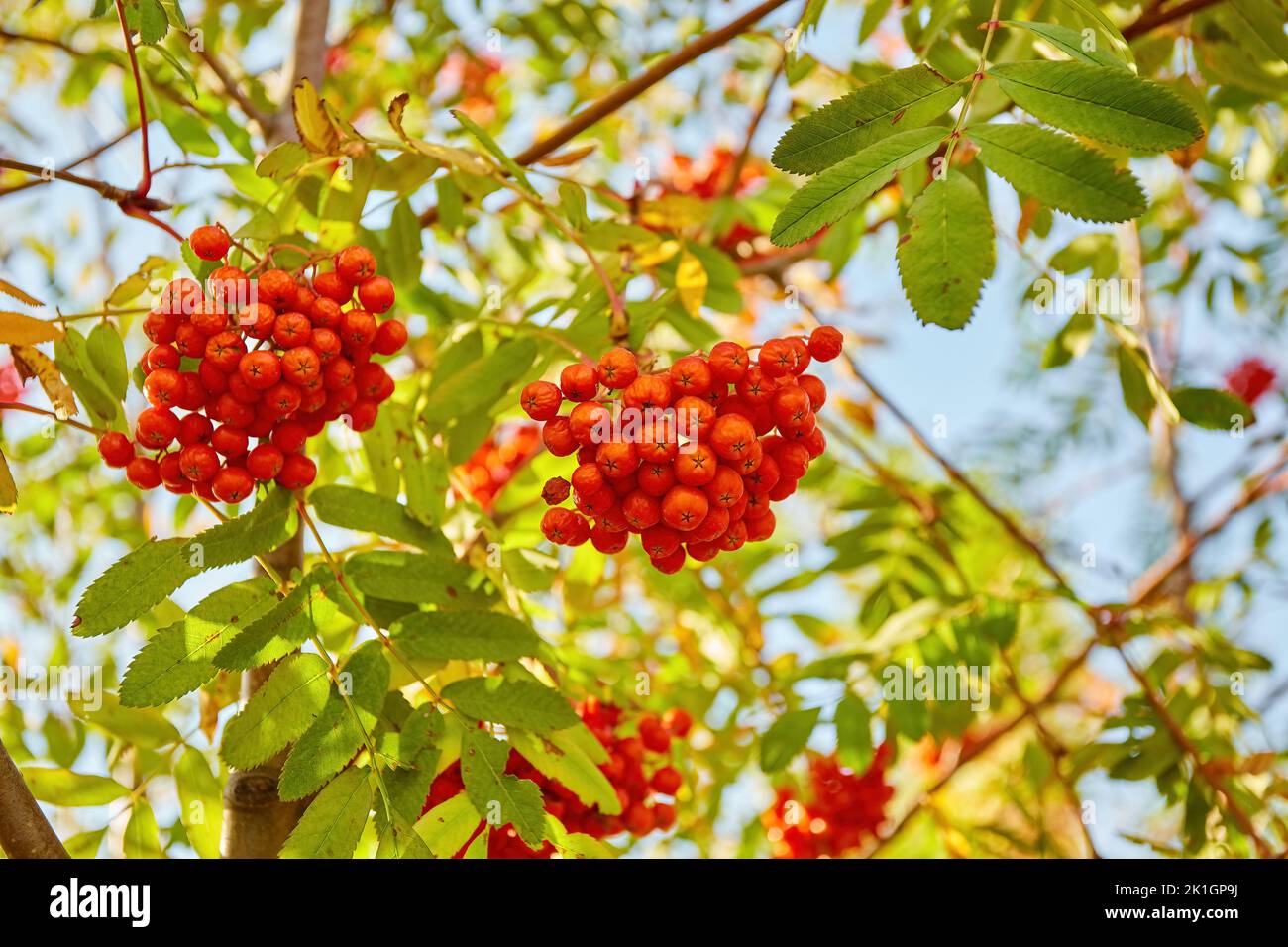 Autumn season. Fall harvest concept. Autumn rowan berries on branch. Amazing benefits of rowan berries. Rowan berries sour but rich vitamin C. Red ber Stock Photo