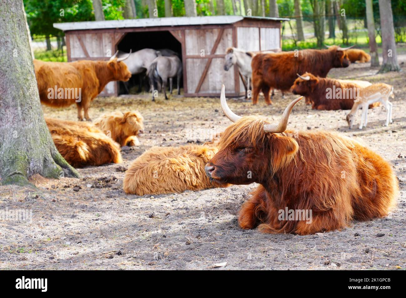 Highlands Cow, long furred or haired, ginger coloured Scottish Highland cattle on the hill Stock Photo