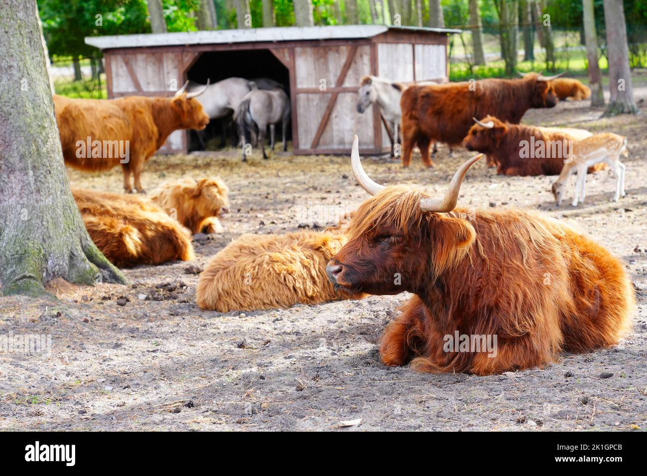 Highlands Cow, long furred or haired, ginger coloured Scottish Highland ...