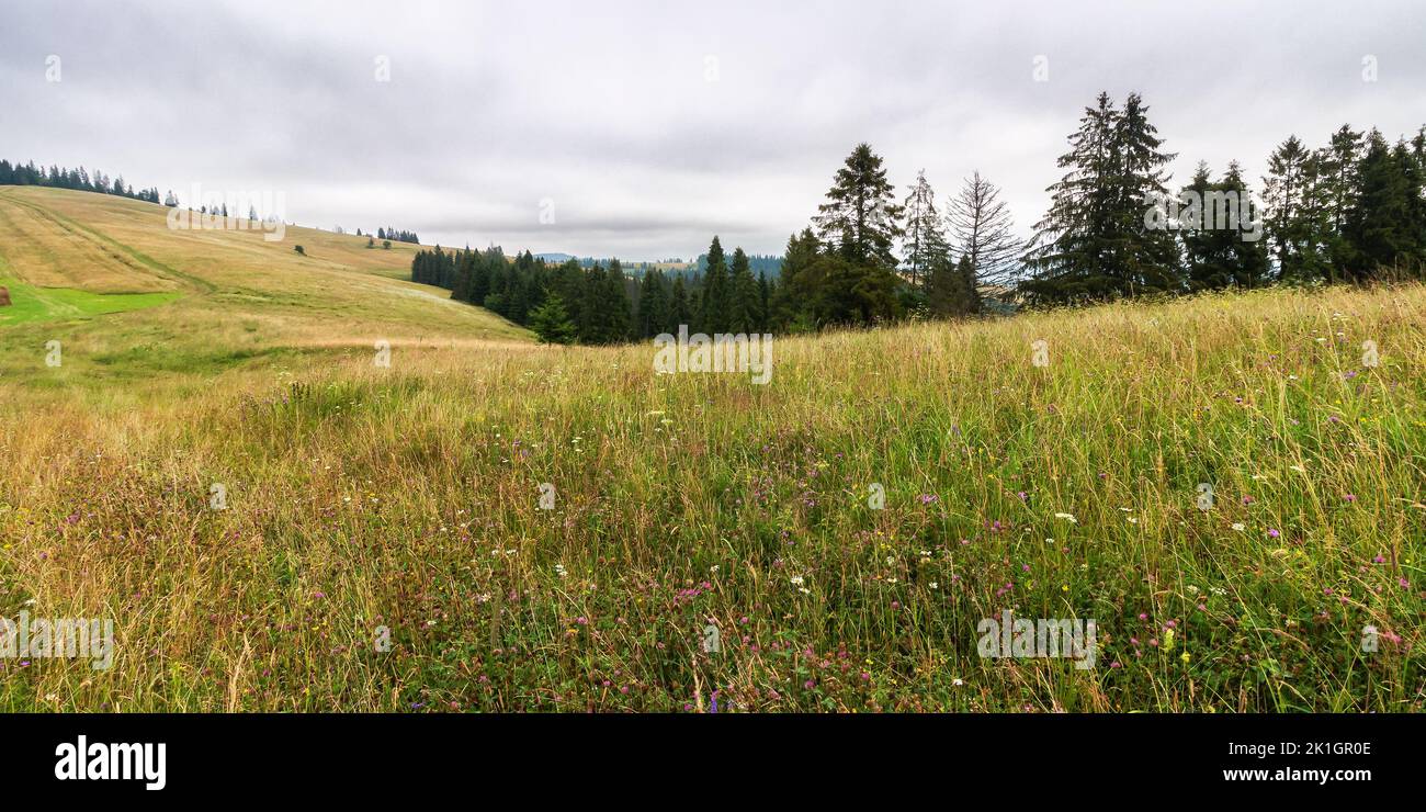 coniferous forest on the grassy hill. landscape of carpathian alps with fresh green meadows. natural summer scenery on a cloudy day. ecosystem and hea Stock Photo