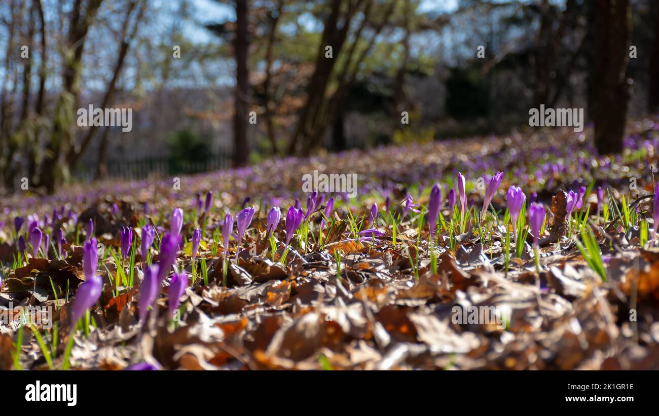 nature background with violet blooming flowers. crocus closeup in the garden on a sunny day in spring season Stock Photo