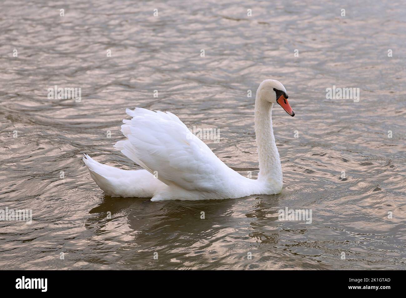 beautiful mute swan on lake (Cygnus olor) Stock Photo