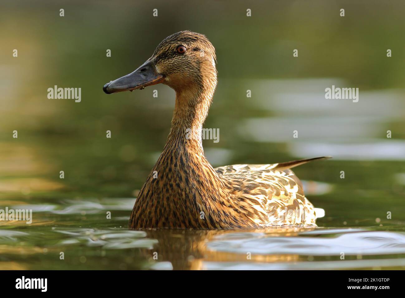 female mallard duck in natural habitat ( Anas platyrhynchos) Stock Photo