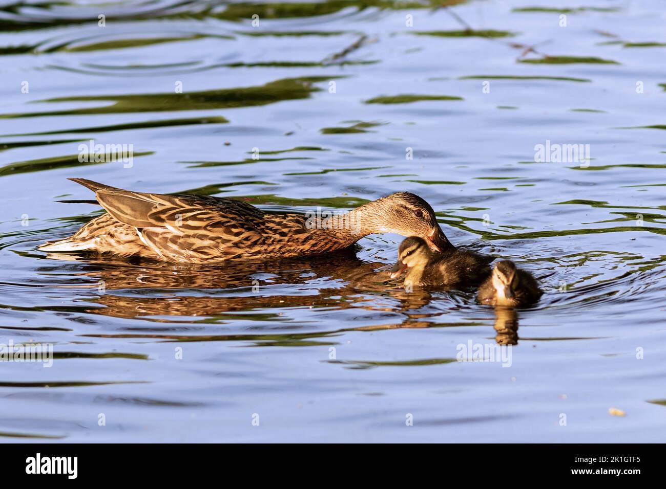mother mallard with ducklings on pond (Anas platyrhinchos) Stock Photo