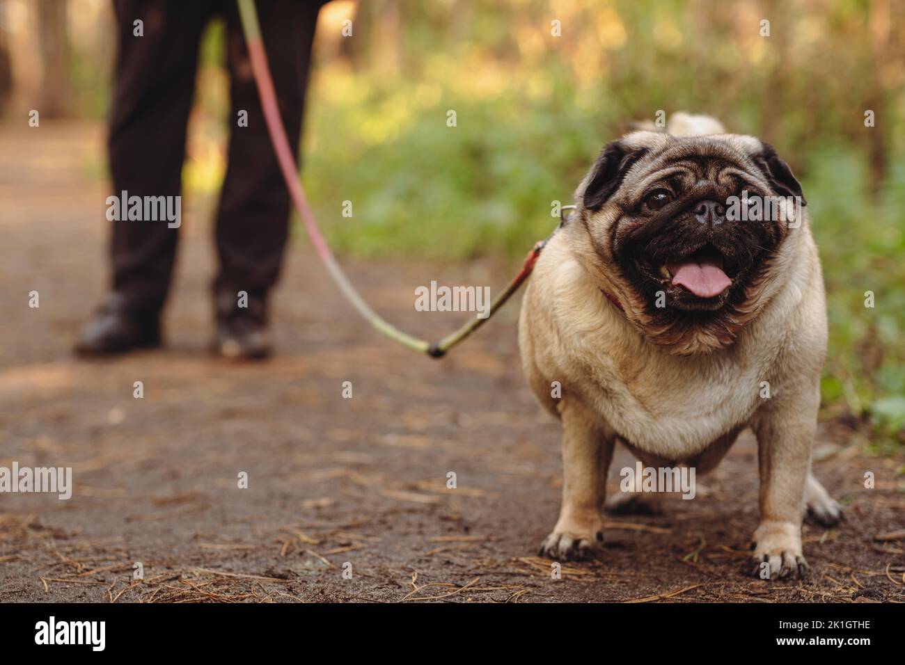 A pug dog on a leash with an open mouth and a protruding tongue on a walk with the owner Stock Photo