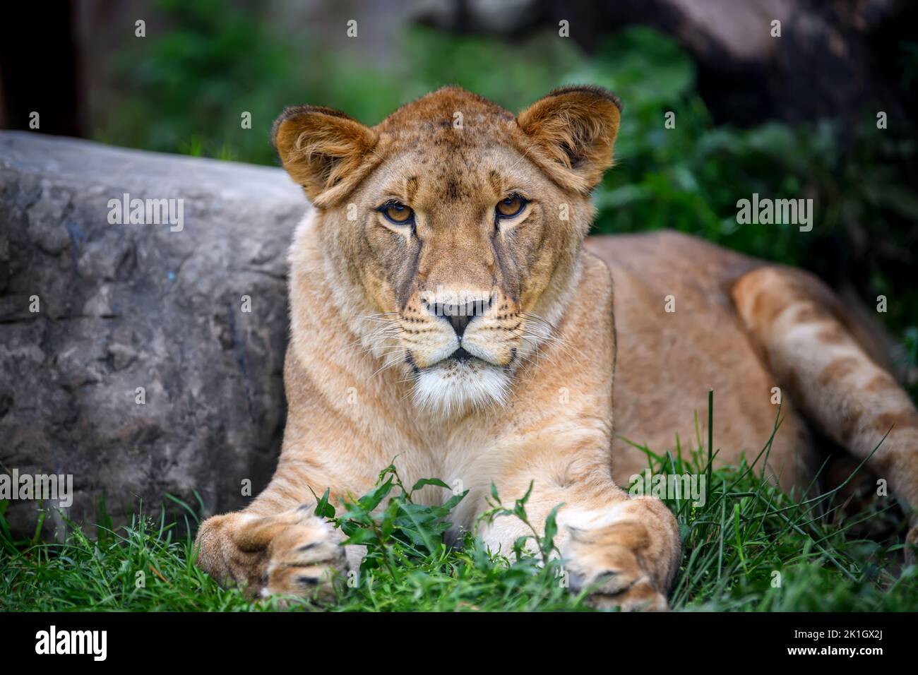 Close up female lion portrait. Wildlife scene from nature. Wild animal in the natural habitat Stock Photo