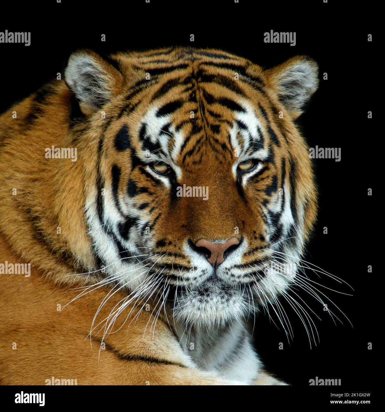 Close up beautiful angry big tiger portrait isolated on black background Stock Photo