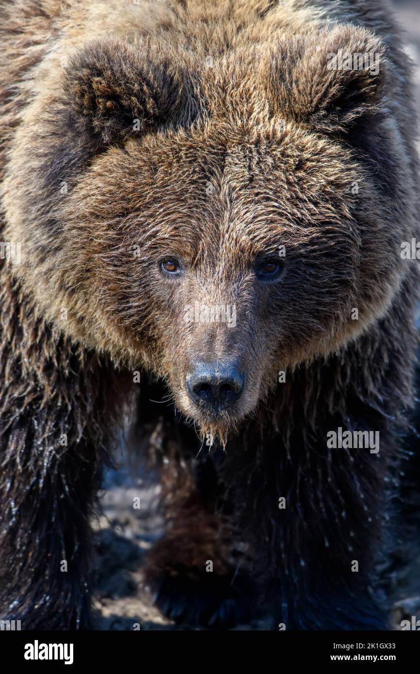 Wild Brown Bear (Ursus Arctos) portrait in the forest. Animal in natural habitat. Wildlife scene Stock Photo