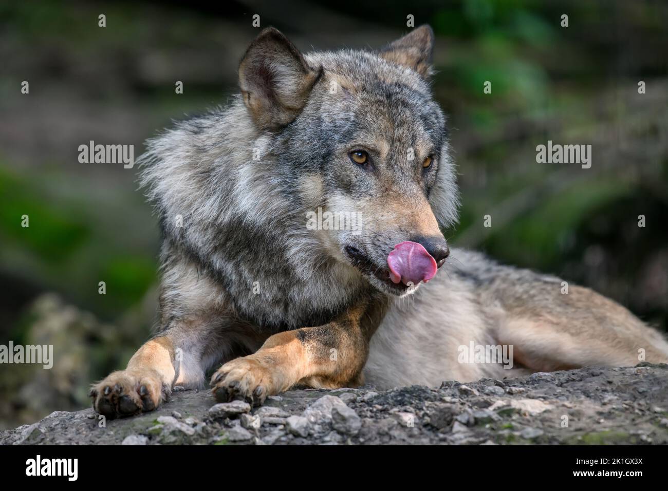 Close wolf portrait in forest. Wildlife scene from nature. Wild animal in the natural habitat Stock Photo