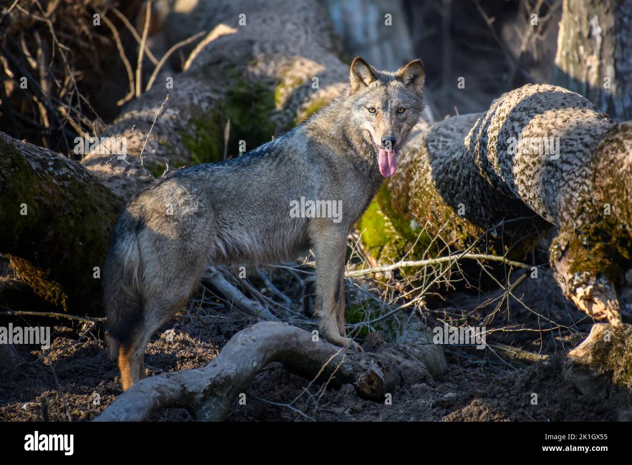 Two wolfs in forest. Wildlife scene from nature. Wild animal in the ...