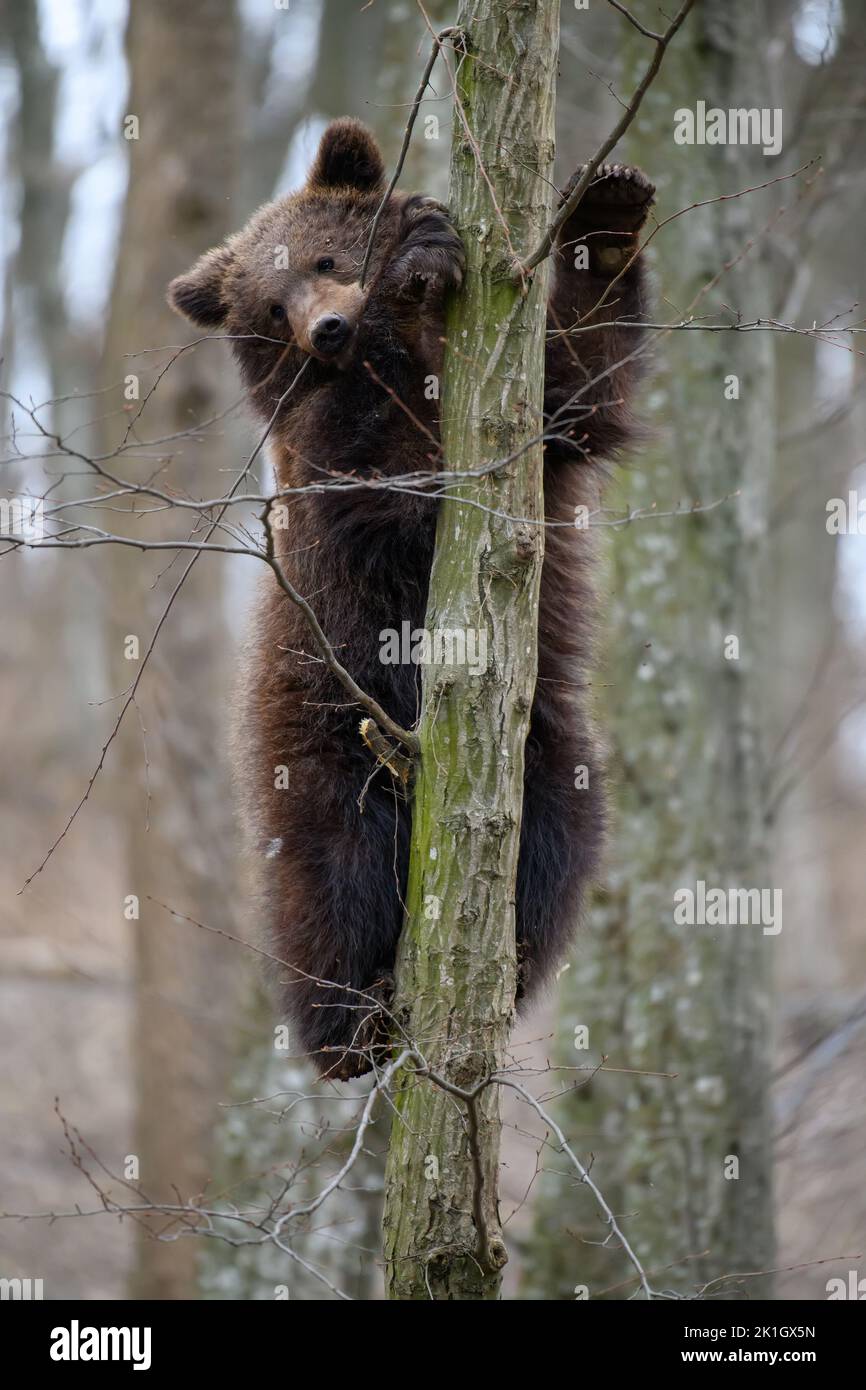 Young brown bear cub in the forest on tree. Wild animal in the nature ...