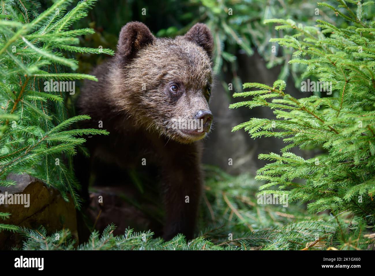 Young brown bear cub in the forest with pine branch. Wild animal in the nature habitat Stock Photo