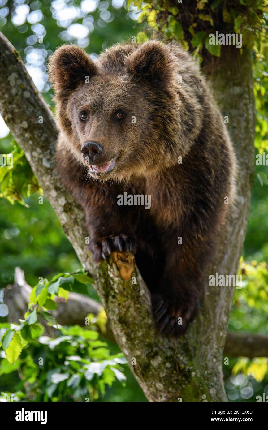 Wild Brown Bear (Ursus Arctos) on tree in the forest. Animal in natural habitat. Wildlife scene Stock Photo