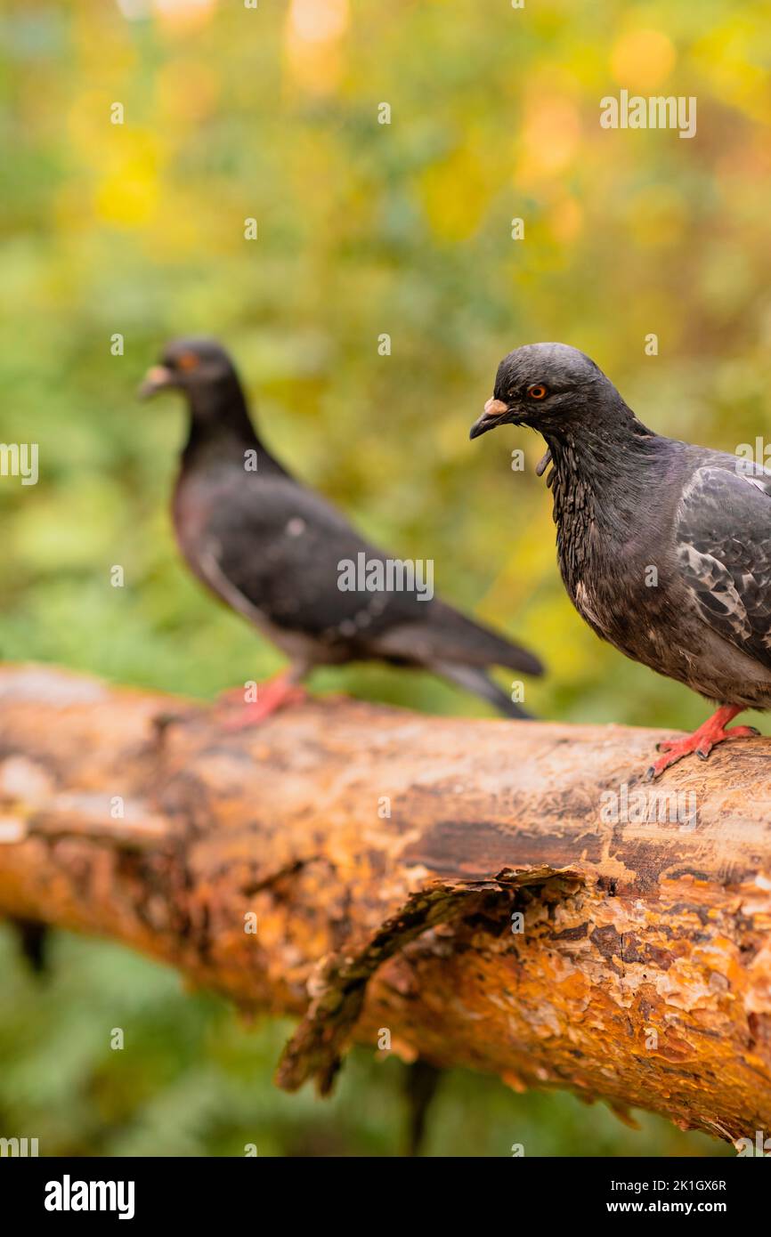 Two black pigeons are sitting on a log in the autumn forest on a sunny day. Stock Photo