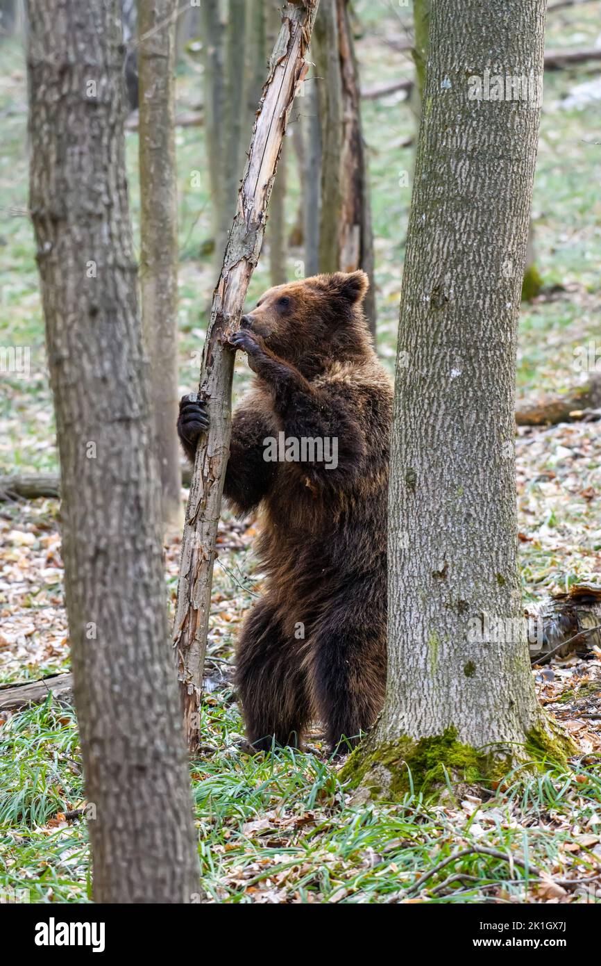 Wild Brown Bear (Ursus Arctos) in the forest. Animal in natural habitat. Wildlife scene Stock Photo