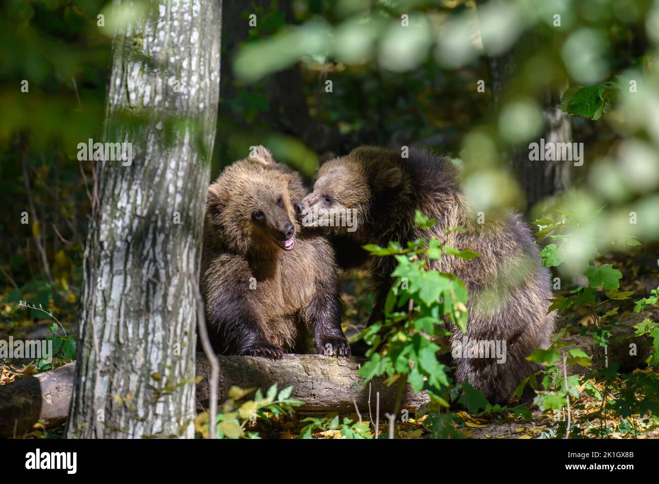 Wild Brown Bear (Ursus Arctos) in the forest. Animal in natural habitat. Wildlife scene Stock Photo