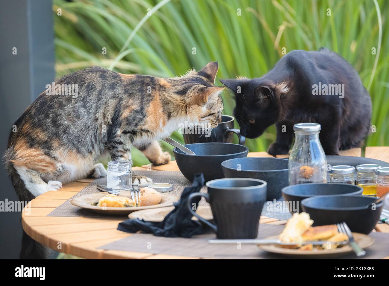 Mischievous and naughty tabby cat and black cat scavenge for food from leftover dishes on an outdoor breakfast table on the Greek island of Santorini, Stock Photo