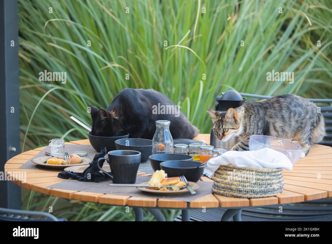 Mischievous and naughty tabby cat and black cat scavenge for food from leftover dishes on an outdoor breakfast table on the Greek island of Santorini, Stock Photo