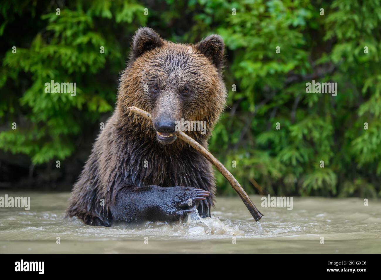 Wild Brown Bear (Ursus Arctos) on playing pond in the forest. Animal in natural habitat. Wildlife scene Stock Photo