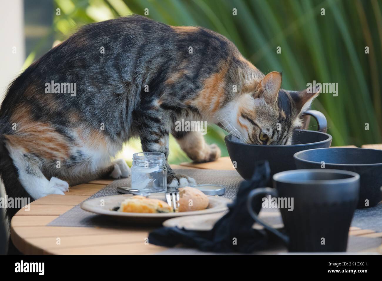 A mischievous and naughty tabby cat scavenges for food from leftover dishes on an outdoor breakfast table on the Greek island of Santorini, Greece. Stock Photo