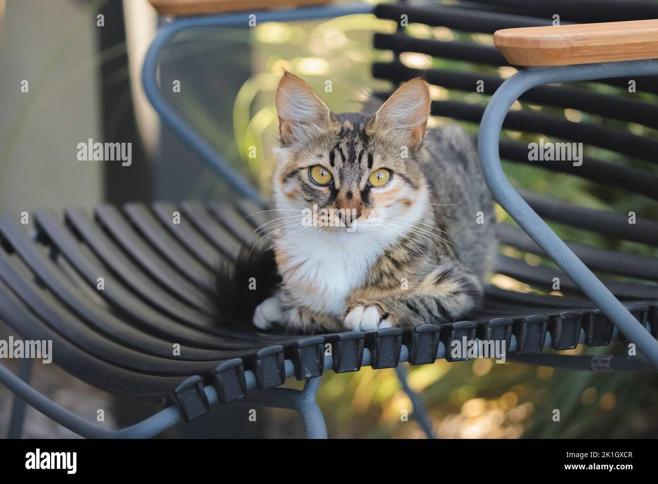 Close-up portrait of a tabby cat  on high alert sitting on a chair in the Greek Island village of Oia, Santorini, Greece. Stock Photo