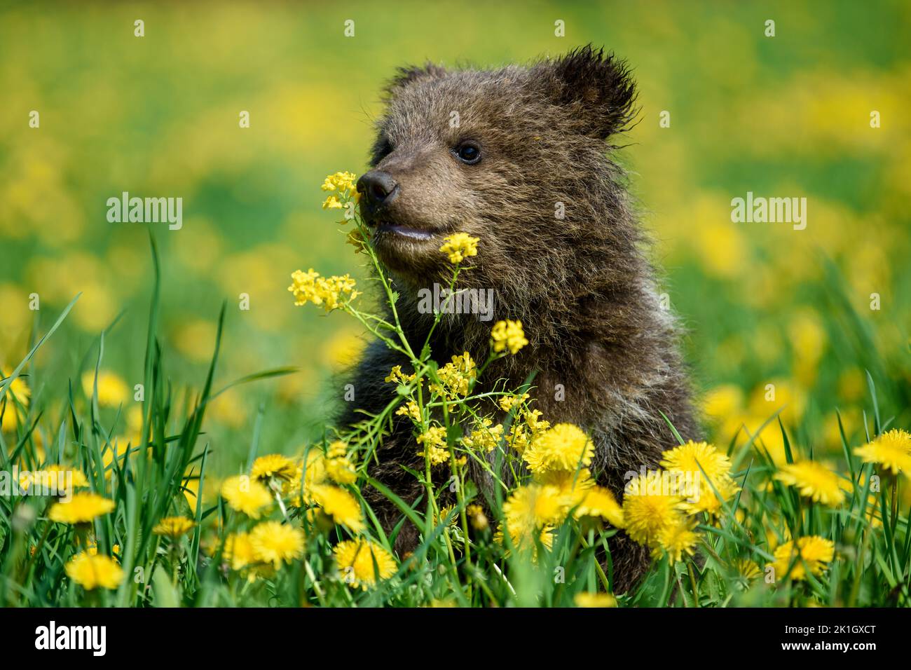 Close young brown bear cub in the meadow with yellow flowers. Wild animal in the nature habitat Stock Photo