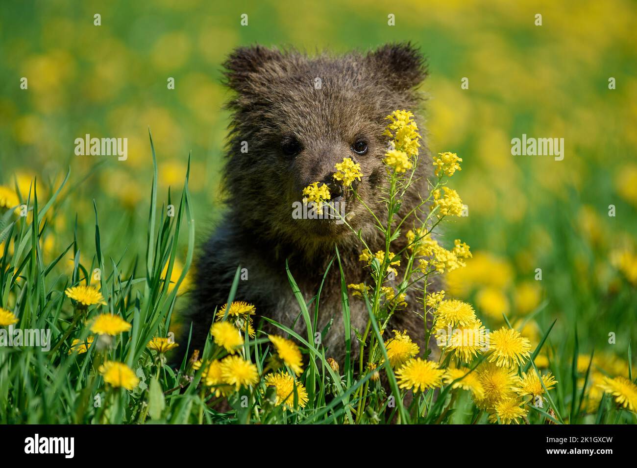 Close young brown bear cub in the meadow with yellow flowers. Wild ...