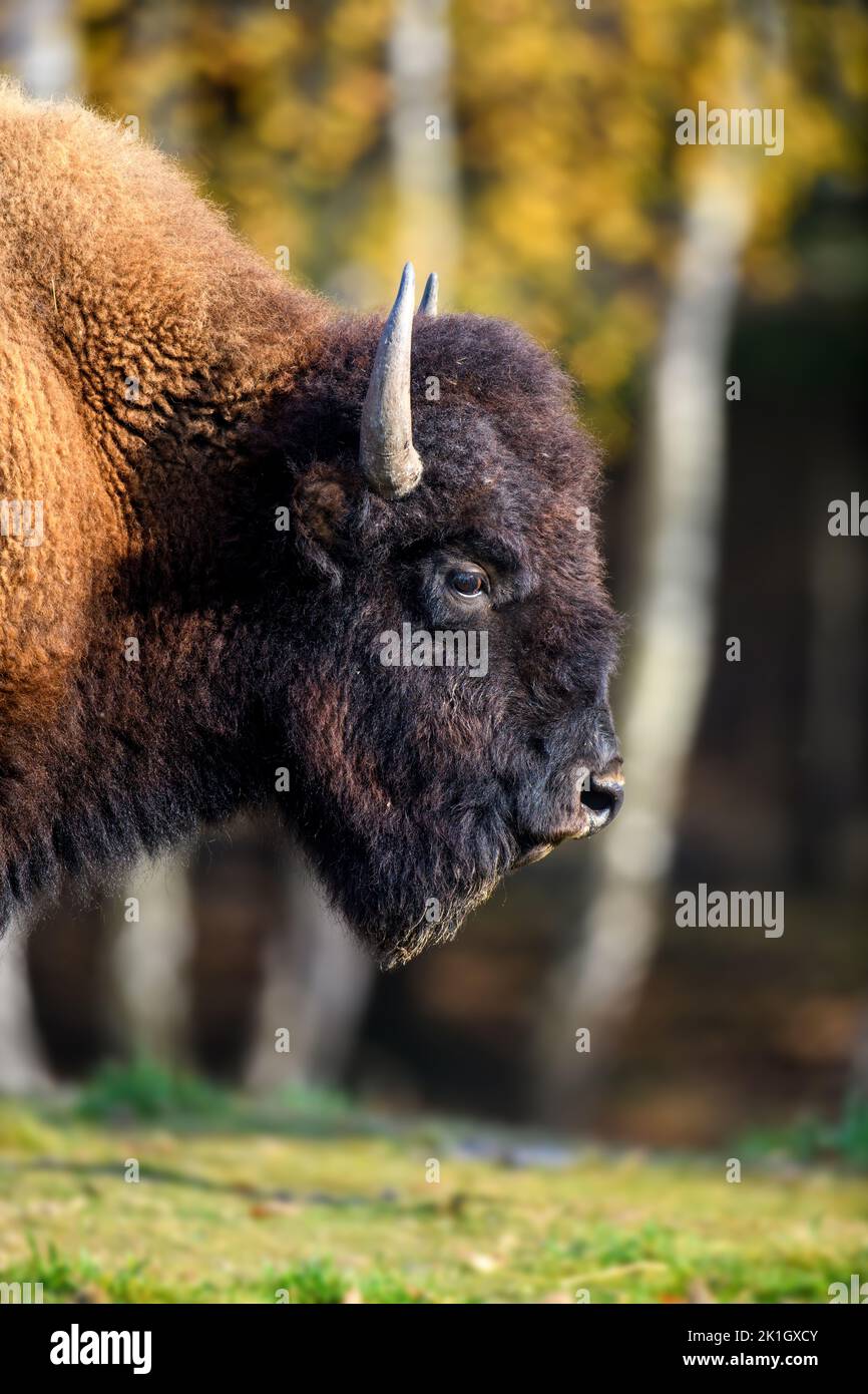 Wild adult Bison in the autumn forest. Wildlife scene from nature. Wild animal in the natural habitat Stock Photo