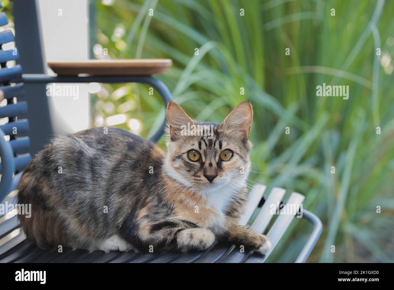 Close-up portrait of a tabby cat  on high alert sitting on a chair in the Greek Island village of Oia, Santorini, Greece. Stock Photo