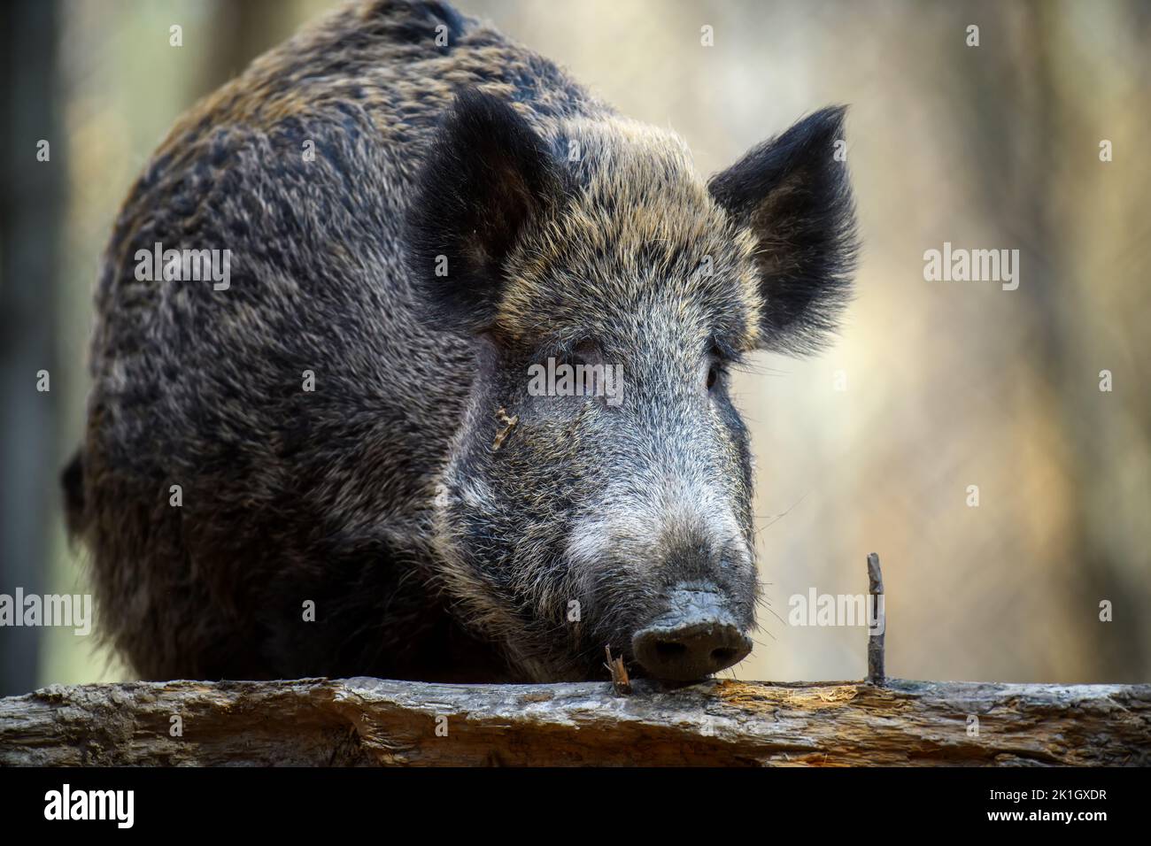 Close two wild boar in autumn forest. Wildlife scene from nature Stock Photo