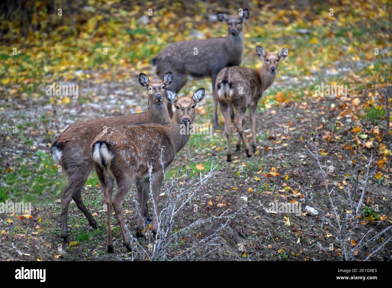 Majestic female deer stag in forest. Animal in nature habitat. Big mammal. Wildlife scene Stock Photo