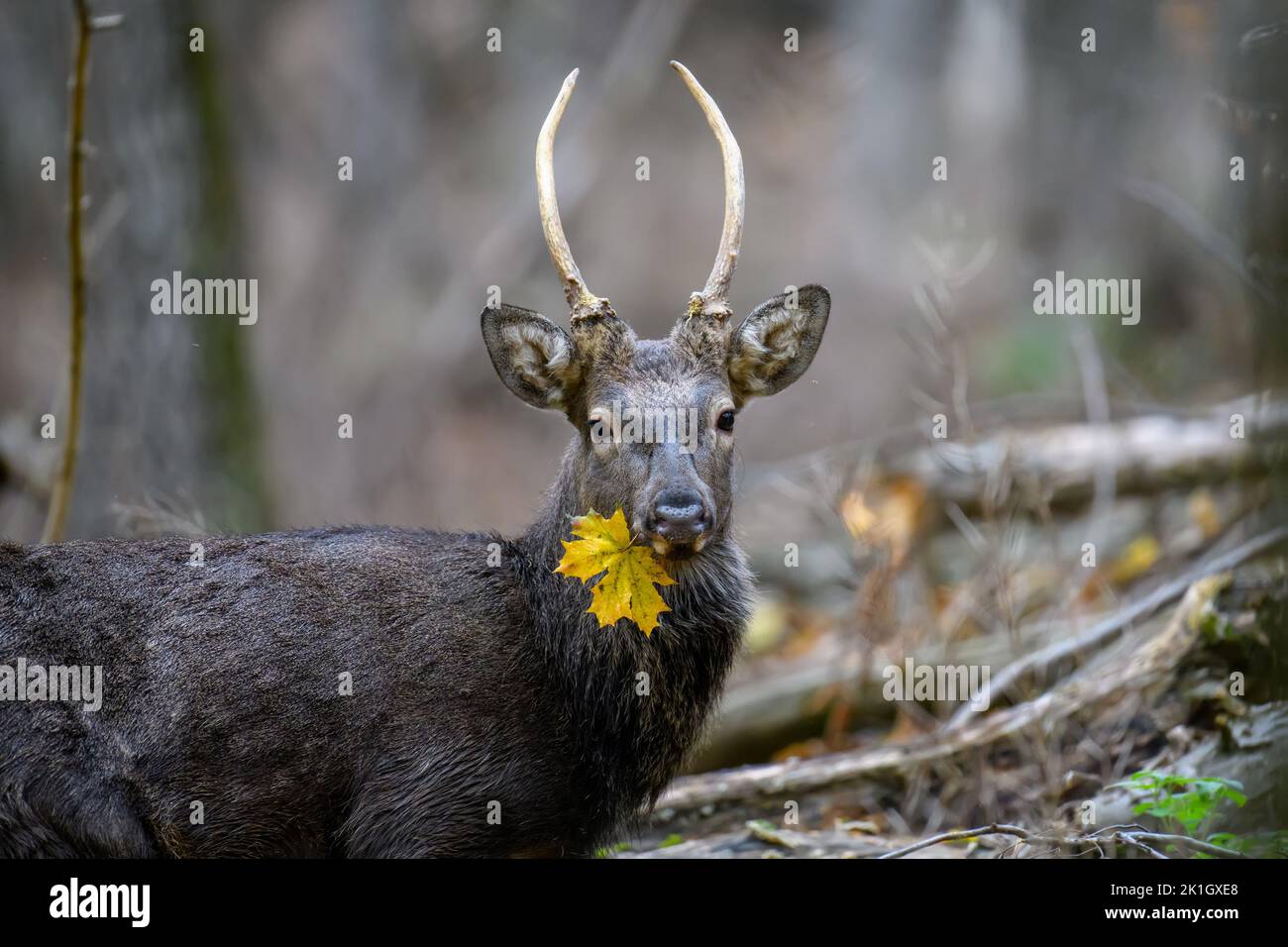 Portrait of majestic deer stag in Autumn Fall with yellow leaf. Wildlife scene from nature Stock Photo