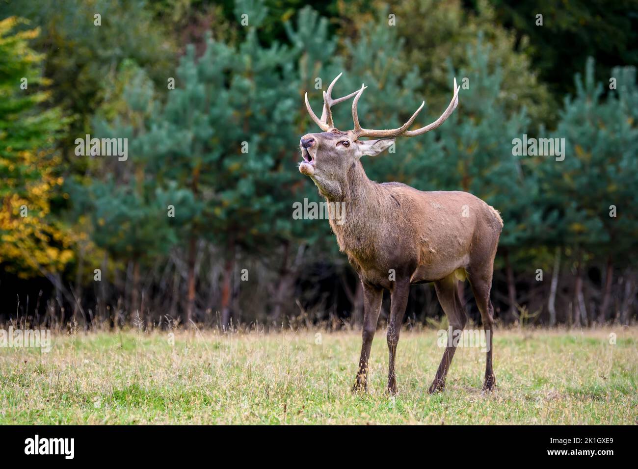 Majestic red deer stag in forest with big horn. Animal in nature habitat. Big mammal. Wildlife scene Stock Photo